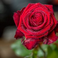 роза :: Peteris Kalmuks