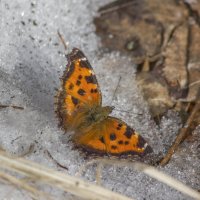 Бабочка на снегу :: Елена Швыдун