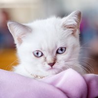 выставка кошек 2017 :: Фотограф Наталья Рудич Новацкая