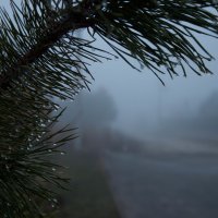 fog :: Влад 