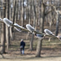 Весенний трюизм ) :: Марина Буренкова