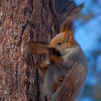 Косметические процедуры :: Анатолий Иргл