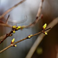 Мягкая поступь Весны ... :: Владимир Икомацких