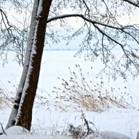 на берегу зимнего залива :: Елена 