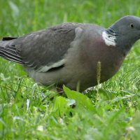 Вя́хирь, или витю́тень[2] (лат. Columba palumbus) :: Алексей Цветков