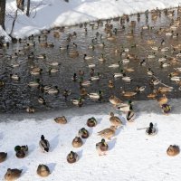 ** :: Владимир Брагилевский