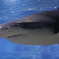 Взгляд акулы :: Александра Романова 