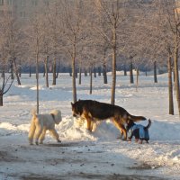 Следствие ведут знатоки :: Елена 