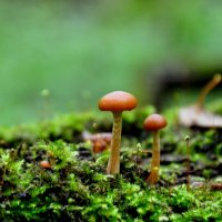Маленькие грибы :: Kaisa Mironova