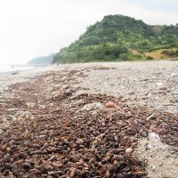 Выброс колорадского жука в Балтийском море :: Марина 