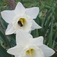 Дружат пчёлка и цветок :: Дмитрий Никитин