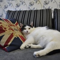 Очень толстый кот Рамзес :: Вера Аксёнова