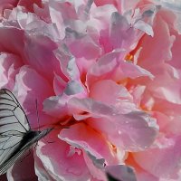 Пион и бабочка :: Анастасия Смирнова