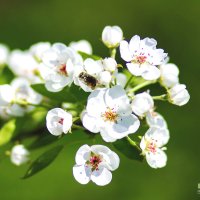 Весеннее цветение :: Viktoria Shakula