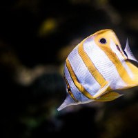 Copperband butterflyfish :: Pavel Nazarenko