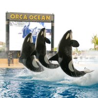 Orca Ocean Show :: Ольга Салаева 
