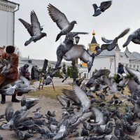 Сегодня Международный день птиц. :: Татьяна Помогалова