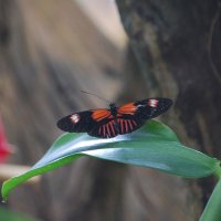 Postman Butterfly :: Natalia Harries