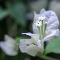 маленький белый цветочек 2 :: Alexander Romanov (Roalan Photos)