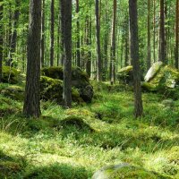 Карельские леса :: Николай Танаев