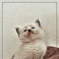 Карапуз-из серии Кошки очарование мое! :: Shmual & Vika Retro