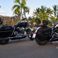 Harley Davidson :: vg154 