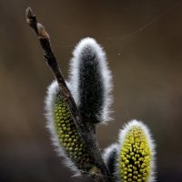 Вербушки,  вы вербушки... Завтра Вербное Воскресенье... :: Валерия  Полещикова 