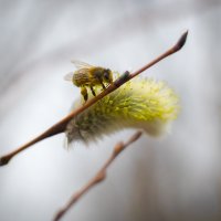 Верхом на вербе ))) :: Марина Ломина