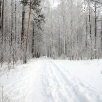 зима :: Горкун Ольга Николаевна 