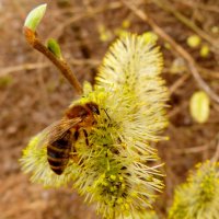 пчела - сбор апрельского мёда :: Александр Прокудин