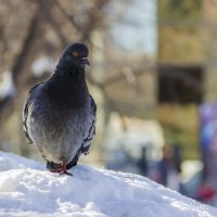 Голубь :: Дима Пискунов