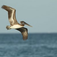 brown pelican :: Naum 