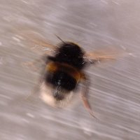 bumblebee :: Бармалей ин юэй 