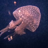 медуза :: влада маллер