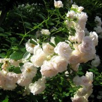 Белые розы :: spm62 Baiakhcheva Svetlana