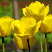 Жёлтые тюльпаны :: Светлана Петошина