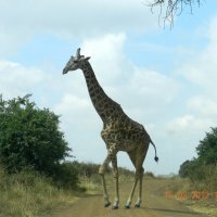 Кения Национальный парк :: Лев 