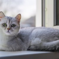 кошка :: Ольга Кошевая