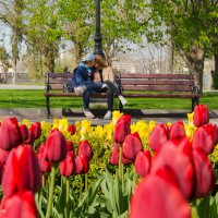Тюльпановая весна в Севастополе :: Анна Выскуб
