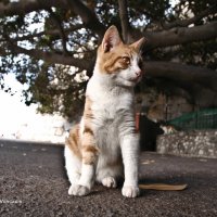 Портрет кошки :: Константин Вергакис