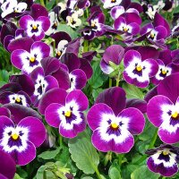 Viola cornuta / Фиалка рогатая :: laana laadas