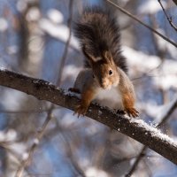 Любопытная. :: Владимир Безбородов