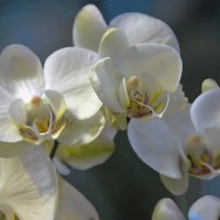 Белые орхидеи :: НАТАЛИ natali-t8
