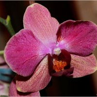 Орхидея :: Татьяна Пальчикова