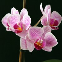 Орхидея :: Eduard Mezker