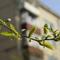 Весна в городе :: Вячеслав 