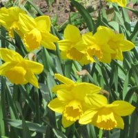 Жёлтые цветы апреля :: Дмитрий Никитин