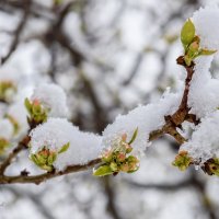 Яблони в снегу... 2 :: Вячеслав Овчинников