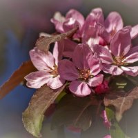 Яблони в цвету, какое чудо ... :: Евгений Лимонтов