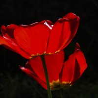 красные тюльпаны :: Марина Ринкашикитока